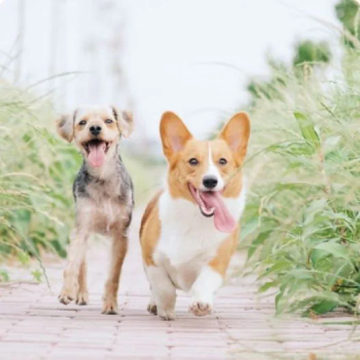 Dogs